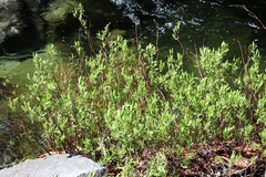 Myrica hartwegii