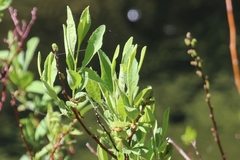 Myrica hartwegii