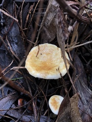 Austropaxillus