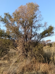 Faurea saligna, photograph Hildegard Klein, CC BY, iNaturalist via GBIF