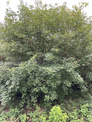 Image of Acer truncatum by (c) Jane Charlen, some rights reserved (CC BY)
