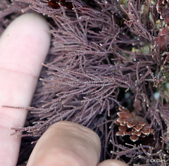 Lithothrix aspergillum