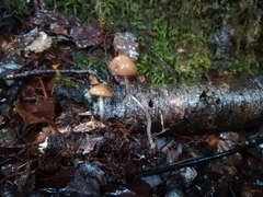 Psilocybe makarorae