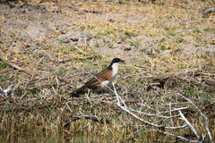 Centropus cupreicaudus