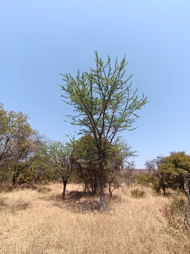 Image of Vachellia robusta by (c) Hildegard Klein, some rights reserved (CC BY)