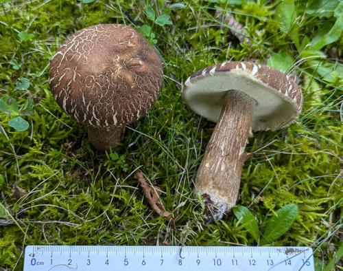Boletus hiratsukae