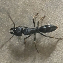 Paltothyreus tarsatus