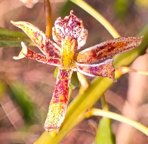 Prosthechea sceptra, photograph 1
