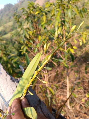 Prosthechea sceptra, photograph 3