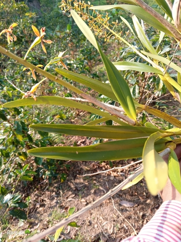 Prosthechea sceptra, photograph 4
