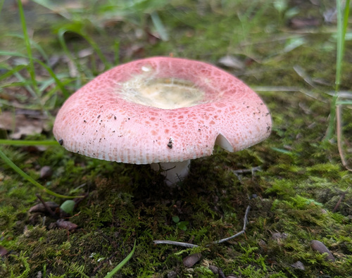Russula viridirubrolimbata