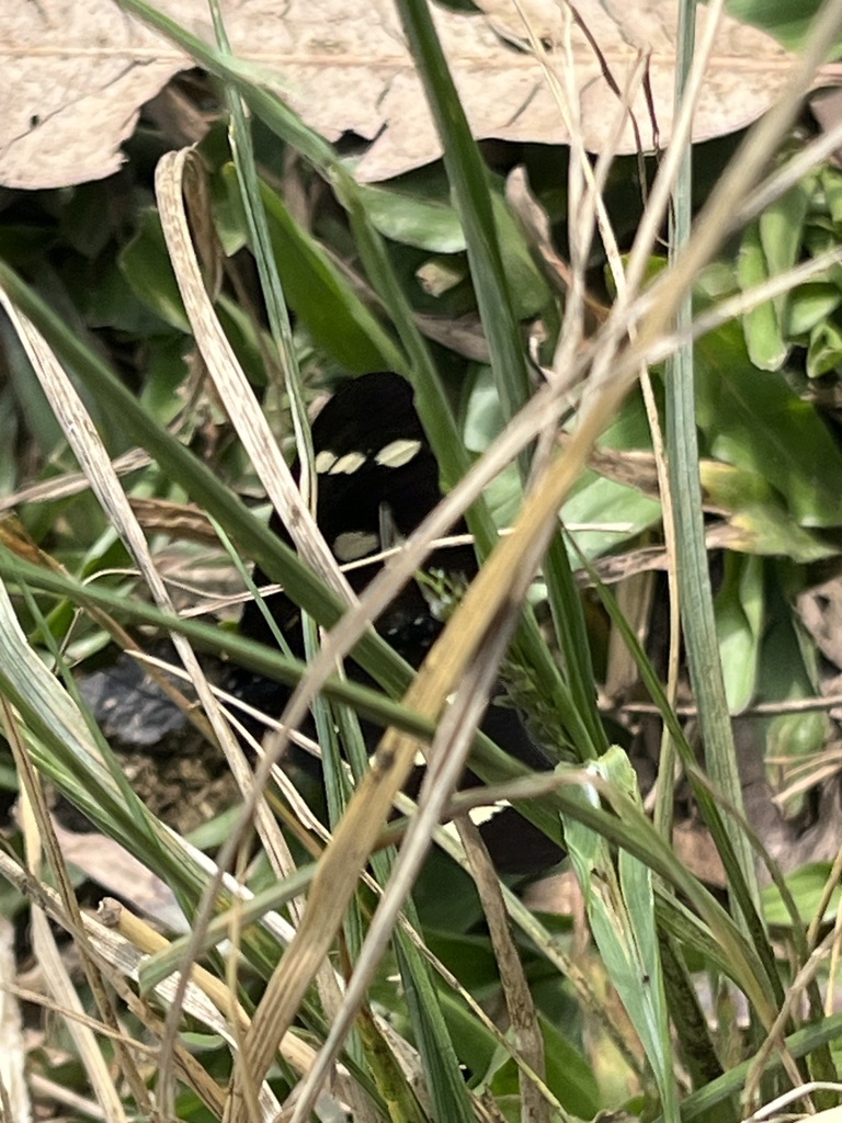 Acraea oreas