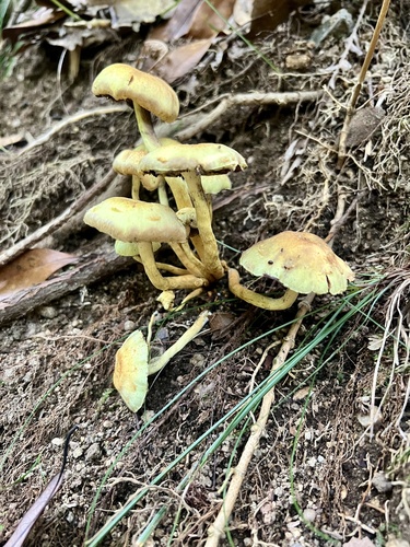 Hypholoma fasciculare