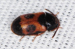 Mycetophagus punctatus