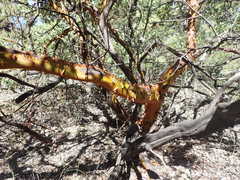 Arctostaphylos bakeri bakeri