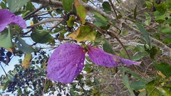Dalechampia aristolochiifolia, photograph Wilson Alexander Arteaga Mejía, CC BY, iNaturalist via GBIF