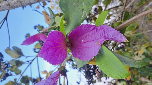 Dalechampia aristolochiifolia, photograph 5