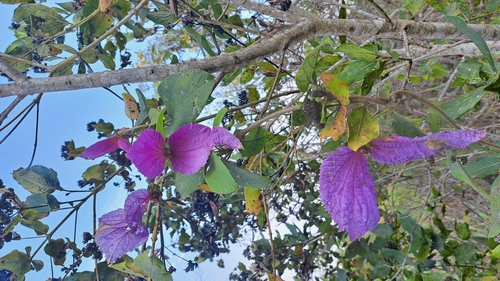 Dalechampia aristolochiifolia, photograph 6