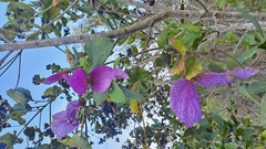 Dalechampia aristolochiifolia, photograph Wilson Alexander Arteaga Mejía, CC BY, iNaturalist via GBIF