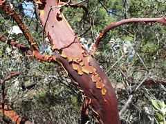 Arctostaphylos bakeri bakeri