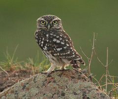Little Owl photo 2