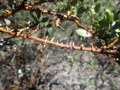 Arctostaphylos bakeri bakeri