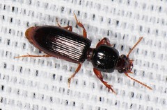 Clivina
