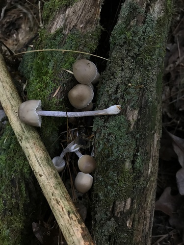 Mycena inclinata