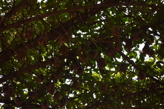 Epomophorus crypturus