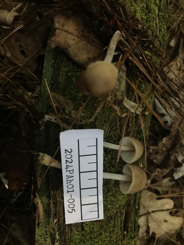 Mycena inclinata (Photo 4 of 6)