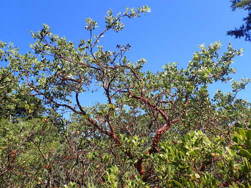Image of Arctostaphylos bakeri by no rights reserved