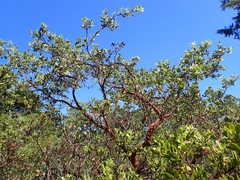 Arctostaphylos bakeri bakeri