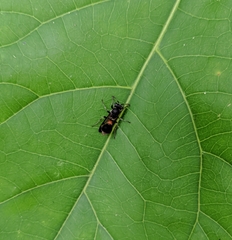 Ropalidia sumatrae