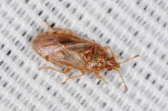 Chilacis typhae