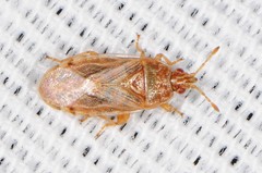 Chilacis typhae