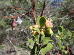 Arctostaphylos bakeri bakeri