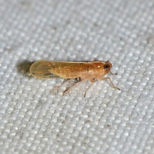 Sogatella kolophon observed 2024-09-04
