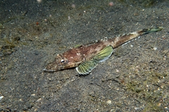 Black-Banded Flathead photo 2