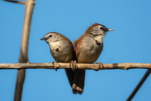 Crescent-chested Babbler (Cyanoderma melanothorax), photo 1