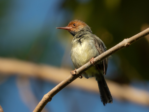Olive-backed Tailorbird (Orthotomus sepium), photo 7