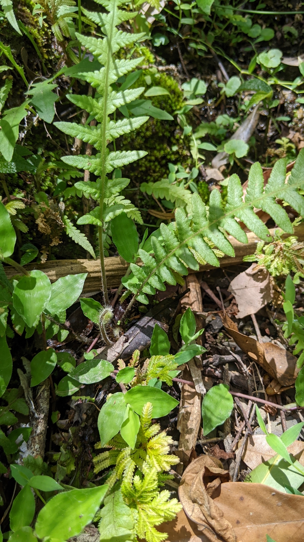 Taiwanese Beech Fern (Phegopteris taiwaniana)