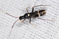 Pseudoxenetus regalis