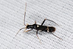 Pseudoxenetus regalis