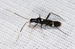 Pseudoxenetus regalis