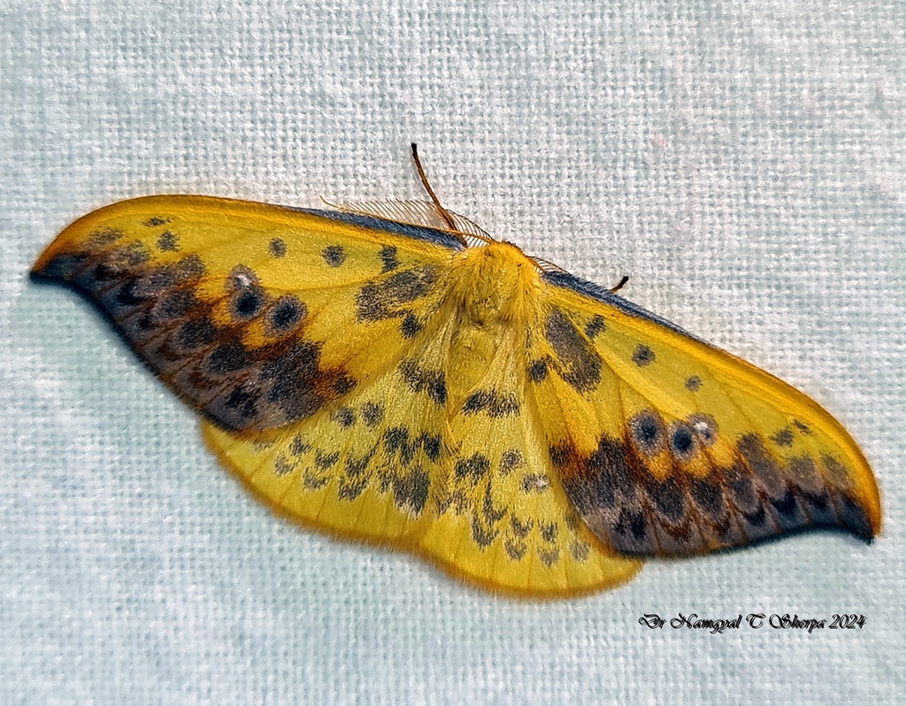 Tridrepana rubromarginata