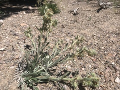 Oreocarya flavoculata