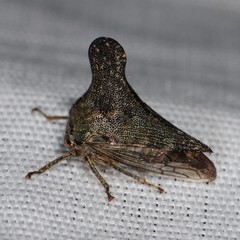 Glossonotus acuminatus