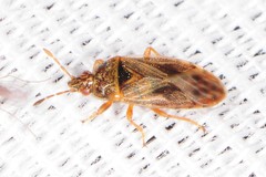 Chilacis typhae