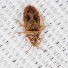 Chilacis typhae
