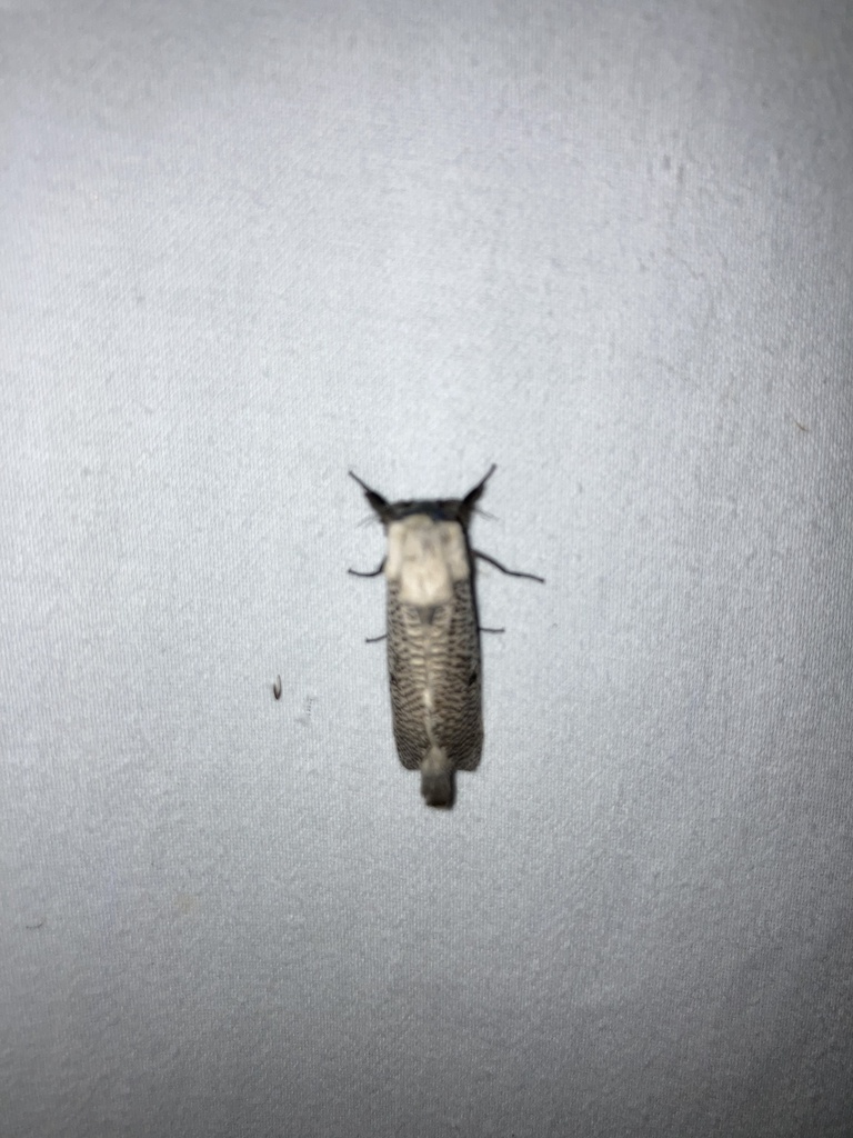 Brypoctia strigifer